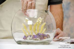 לחיצה להגדלת תמונה ממקמים בזהירות את האלמוגים הדבוקים בתוך כלי התצוגה.