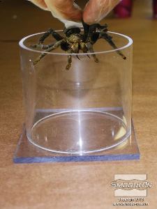 לחיצה להגדלת תמונה ממרכזים את הטרנטולה בתוך מיכל האקריליק.