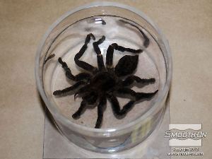 לחיצה להגדלת תמונה לאחר ההתמצקות, סיליקון לאנקפסולציה Encapso® K הוא שקוף כמו מים ומאפשר לצופה לבחון את הטרנטולה מכל הכיוונים.