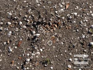 לחיצה להגדלת תמונה למרות שהמקום רחוק מהאוקיינוס, הרצפה מלאה בצדפות שהוריקן קטרינה העיף למרחק קילומרטרים רבים.