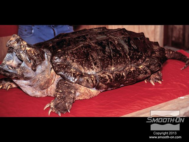 המודל המקורי הוא דגם פחלוץ נדיר של צב אליגטור