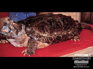 לחיצה להגדלת תמונה המודל המקורי הוא דגם פחלוץ נדיר של צב אליגטור