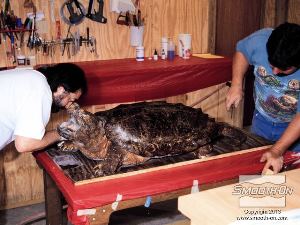 לחיצה להגדלת תמונה ממקמים את הצב במרכז לוח עץ. משאירים מרווח מספיק לעבודה על המודל.