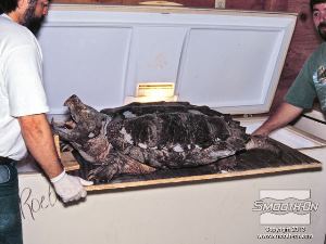 לחיצה להגדלת תמונה מכניסים את המודל למקפיא. בודקים אותו ומסדרים אותו בתנוחה הרצוייה מפעם לפעם, עד שהמודל קופא לגמרי.