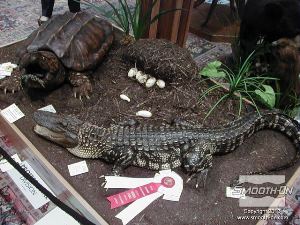 לחיצה להגדלת תמונה צב אליגטור (צד שמאל למעלה), ביצי התנין (מרכז) והתנין הם כולם יציקות שנעשו בעזרת חומרי חברת Smooth-On. תצוגה זו נוצרה עבור תחרות פחלוץ עולמית, ואכן זכתה בפרסים.