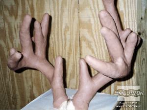 לחיצה להגדלת תמונה מכסים את הקרניים לגמרי בחימר כדי ליצור מקום לתבנית הסיליקון.