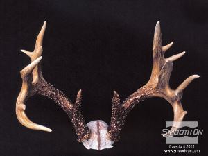 לחיצה להגדלת תמונה גימור - צובעים את יציקת הפוליאורתן קשיח Smooth-Cast® 320 בעזרת צבע Polytranspar וצבע Lifetone כדי להעניק לקרניים מראה מציאותי.