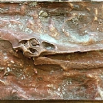 יצירת גולגולת של פטרוזאור מאובן (הדגם הראשוני הודפס בתלת מימד)