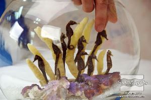 לחיצה להגדלת תמונה ממקמים אותם בזהירות בכלי התצוגה ליד האלמוגים.