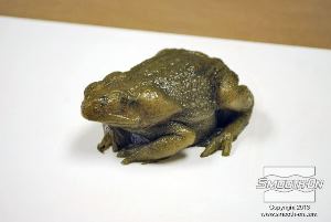 לחיצה להגדלת תמונה מוודאים שמכסים את כל המשטחים במודל.