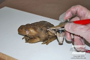 לחיצה להגדלת תמונה צובעים את הפרטים הקטנים בעזרת מברשת האוויר