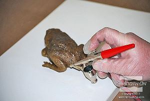 לחיצה להגדלת תמונה גומי הפוליאוריתן המדולל זורם בקלות דרך מברשת האוויר.