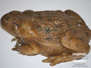 לחיצה להגדלת תמונה פרטי העור גמורים!