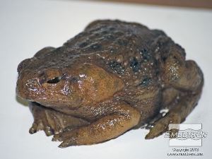 לחיצה להגדלת תמונה לאחר התמצקות הצבע היצירה גמורה. הצפרדע נראית מציאותית מאוד וצבע שנעשה בשיטה זו הינו עמיד ביותר!