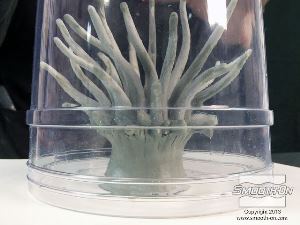 לחיצה להגדלת תמונה מוודאים שהמודל ממורכז בתוך המסגרת.