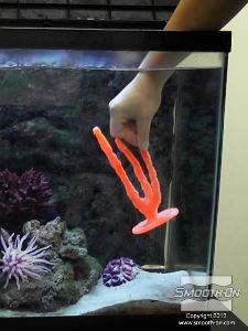 לחיצה להגדלת תמונה מניחים את יציקת אלמוג האצבעות באקווריום. הבסיס שבנינו מייצב את היציקה.