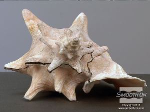 לחיצה להגדלת תמונה מבט נוסף על קו ההפרדה על הקונכיה.