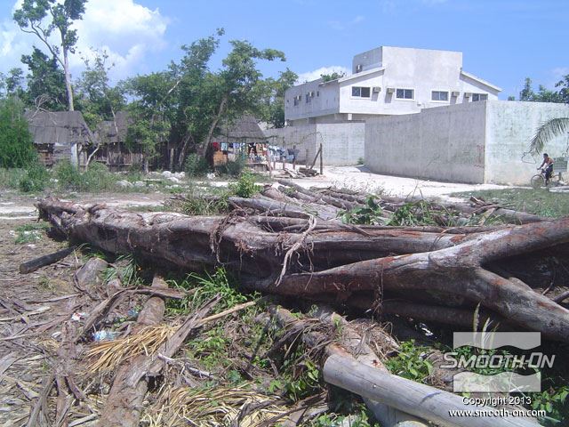 גזע הפיקוס שנחתך לפני הכנת התבנית.